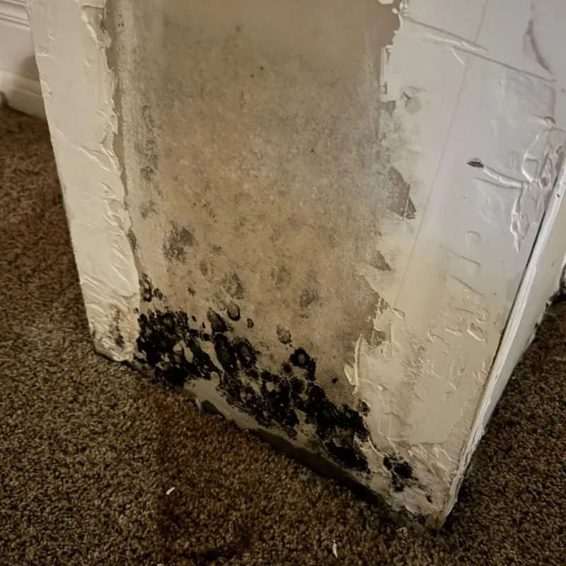 Professional Mold Removal in Davis, CA